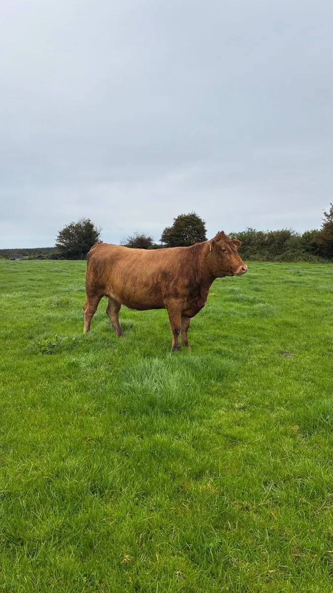 ⭐️5 star In Calf Limousin Heifers⭐️ - Image 2