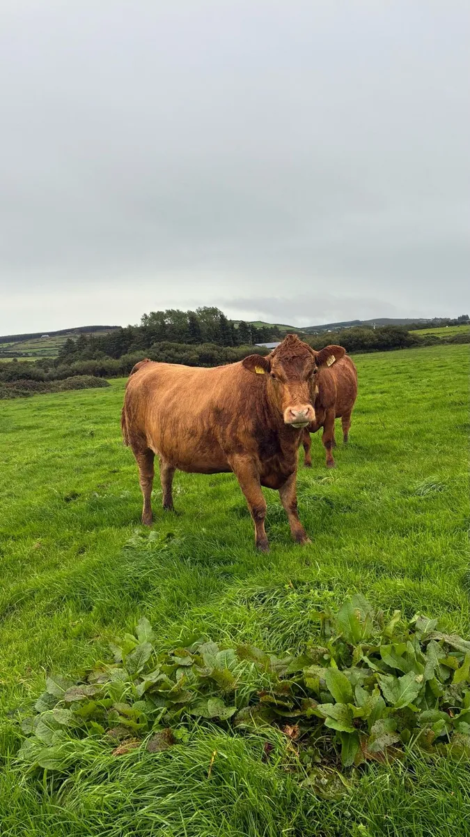 ⭐️5 star In Calf Limousin Heifers⭐️ - Image 3