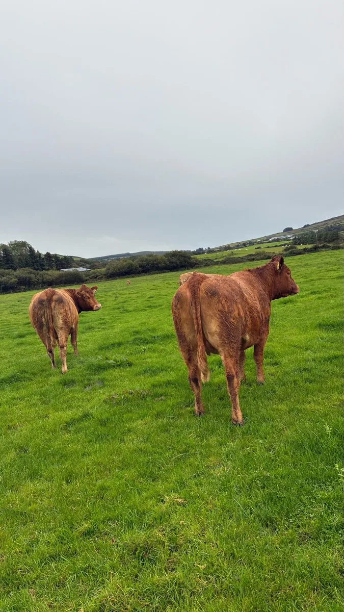 ⭐️5 star In Calf Limousin Heifers⭐️ - Image 4
