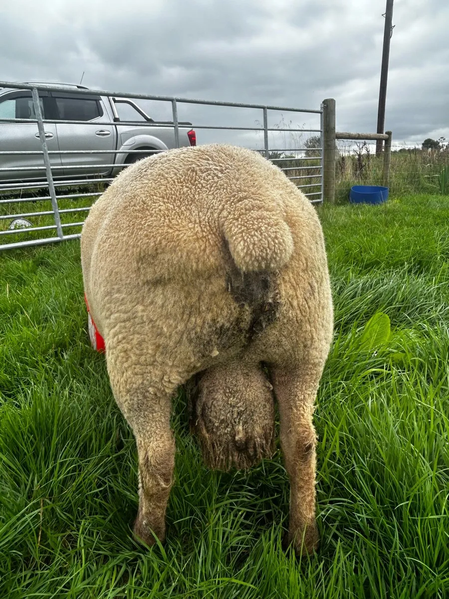 Pedigree registered Vendeen Ram SIS - Image 3