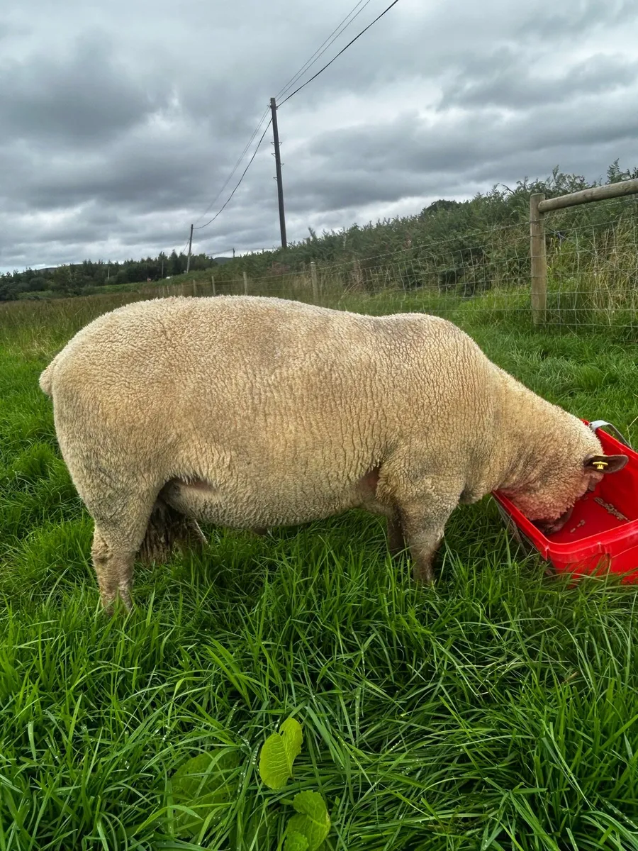 Pedigree registered Vendeen Ram SIS - Image 4