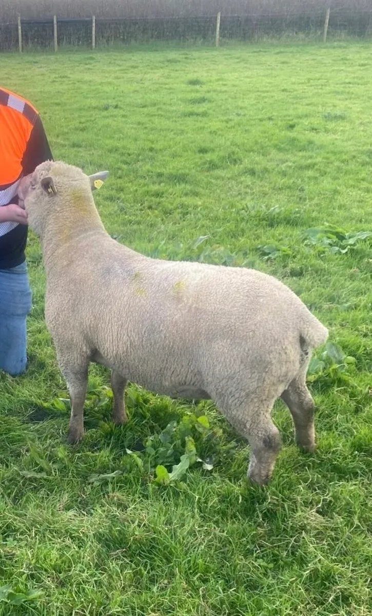 Pedigree registered Vendeen Ram SIS - Image 1