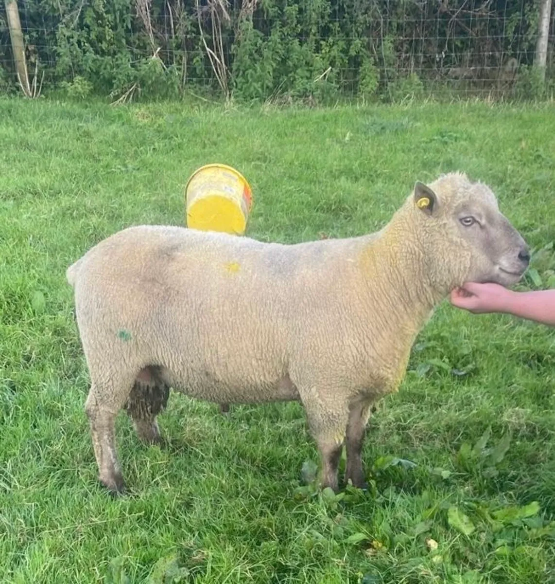 Pedigree registered Vendeen Ram SIS - Image 2