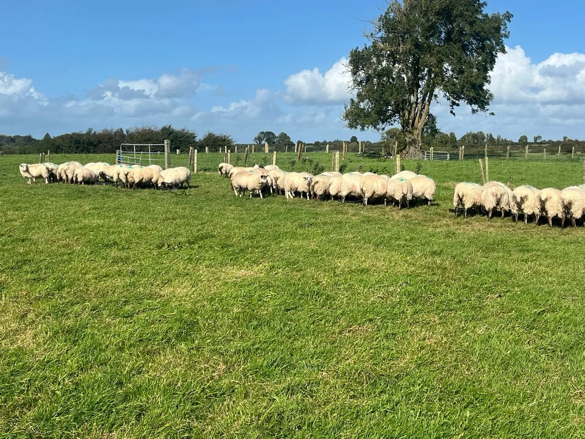 70 Store Lambs - Image 1