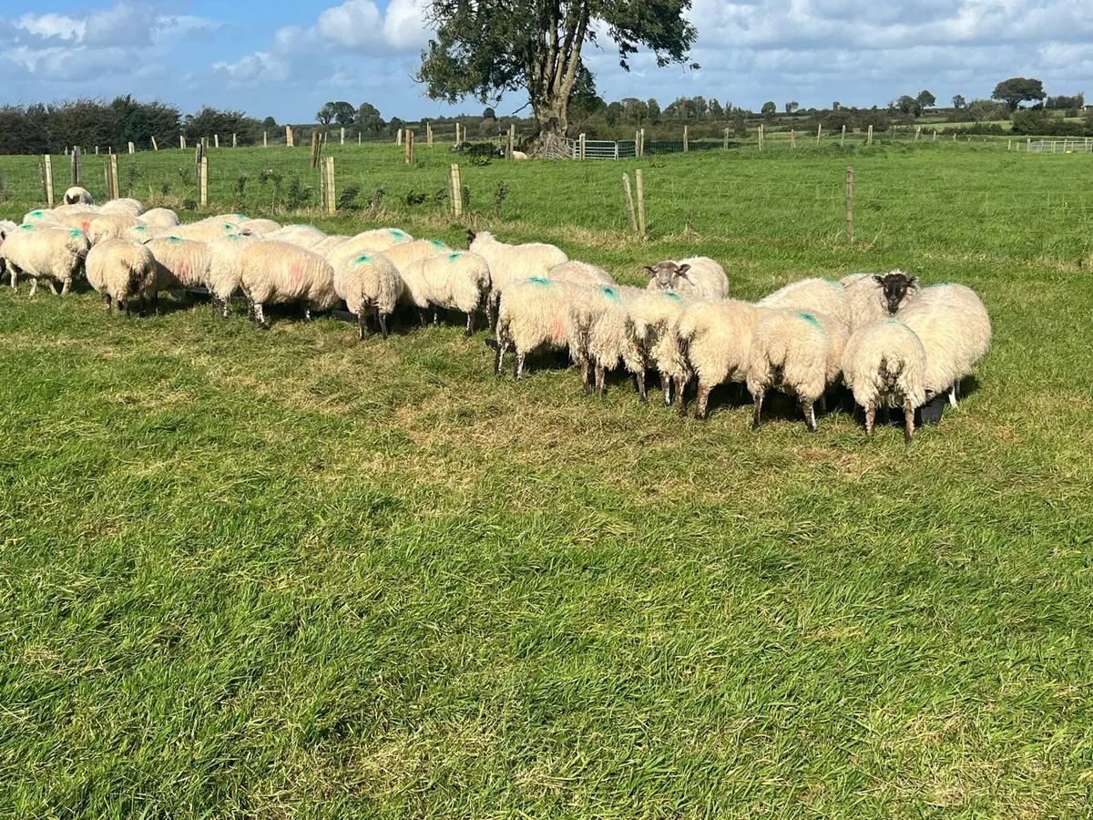 70 Store Lambs - Image 2