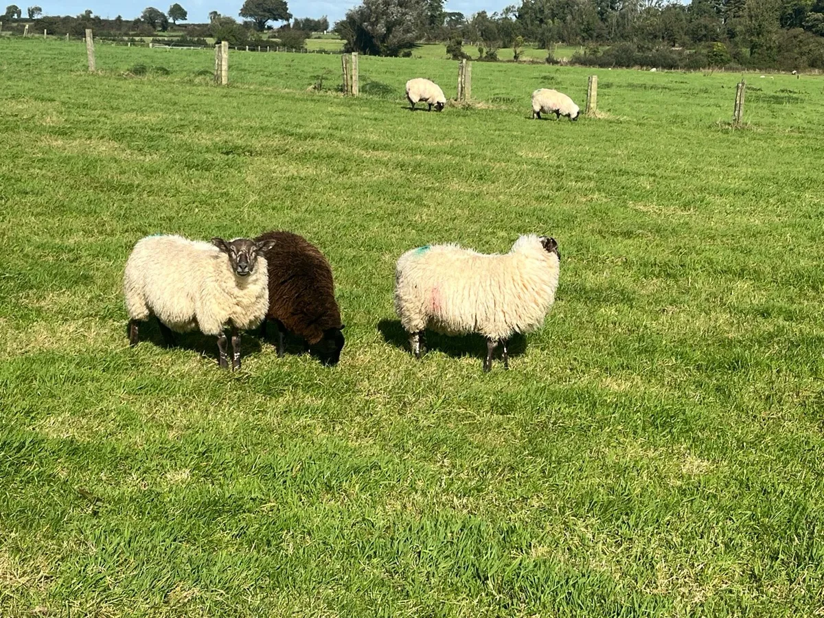 70 Store Lambs - Image 3