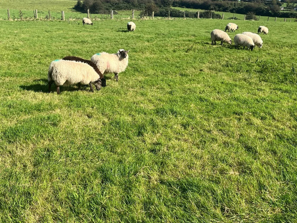 70 Store Lambs - Image 4