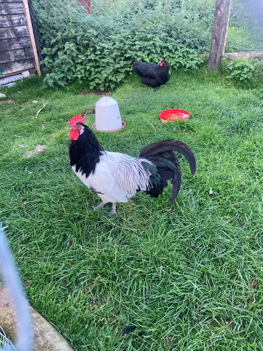 Roosters - Image 2