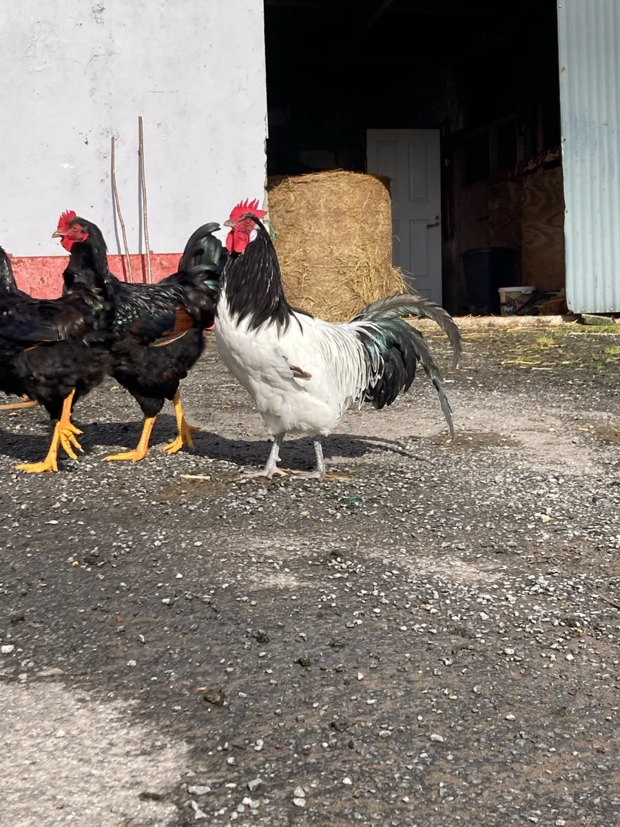 Roosters - Image 1