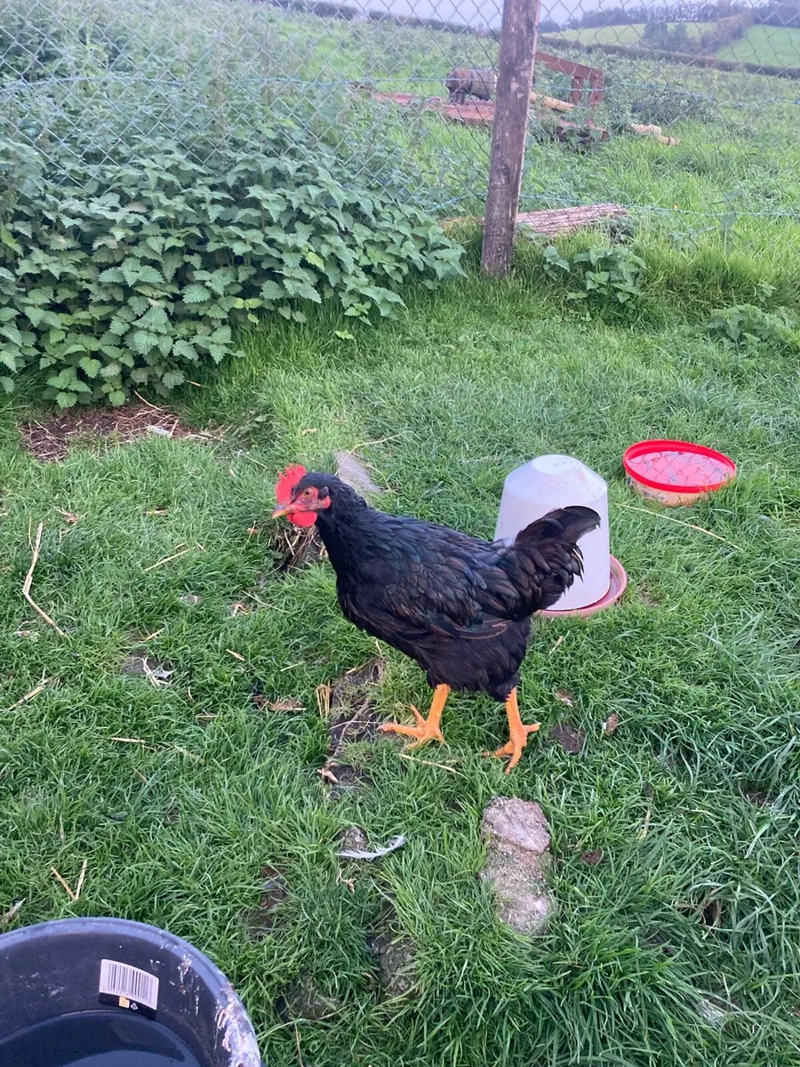 Roosters - Image 3
