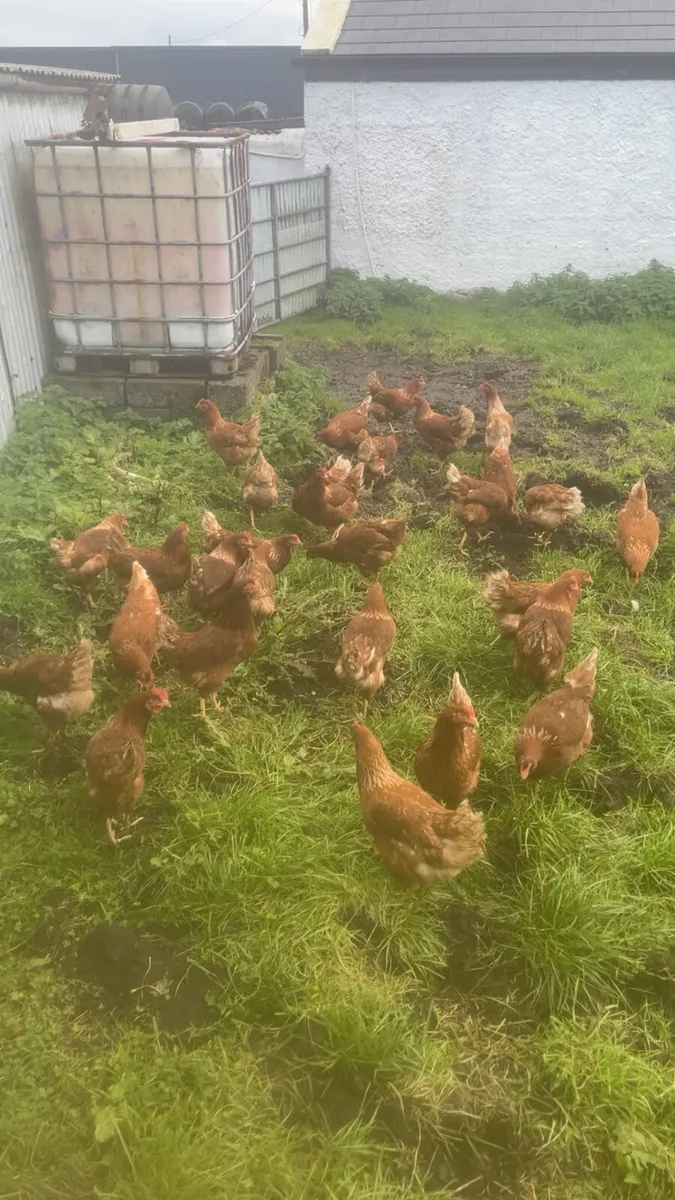 Free range laying hens - Image 3