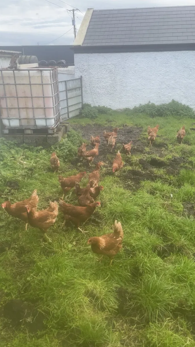Free range laying hens - Image 4
