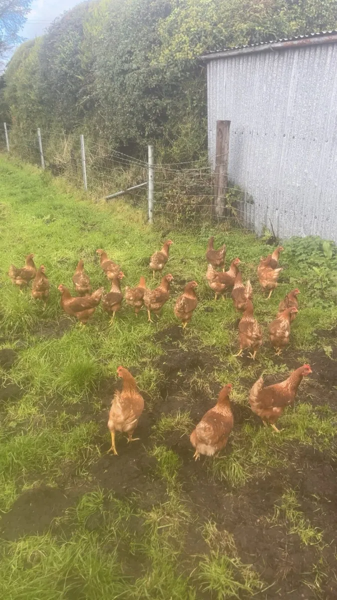 Free range laying hens - Image 1