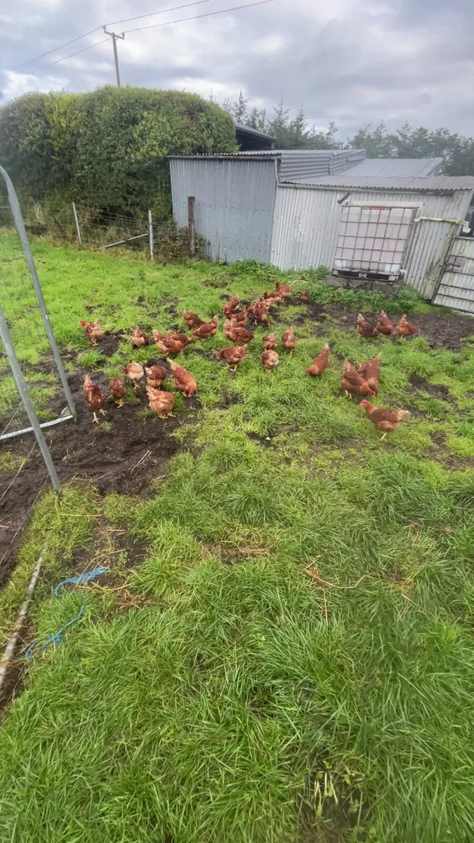 Free range laying hens - Image 2