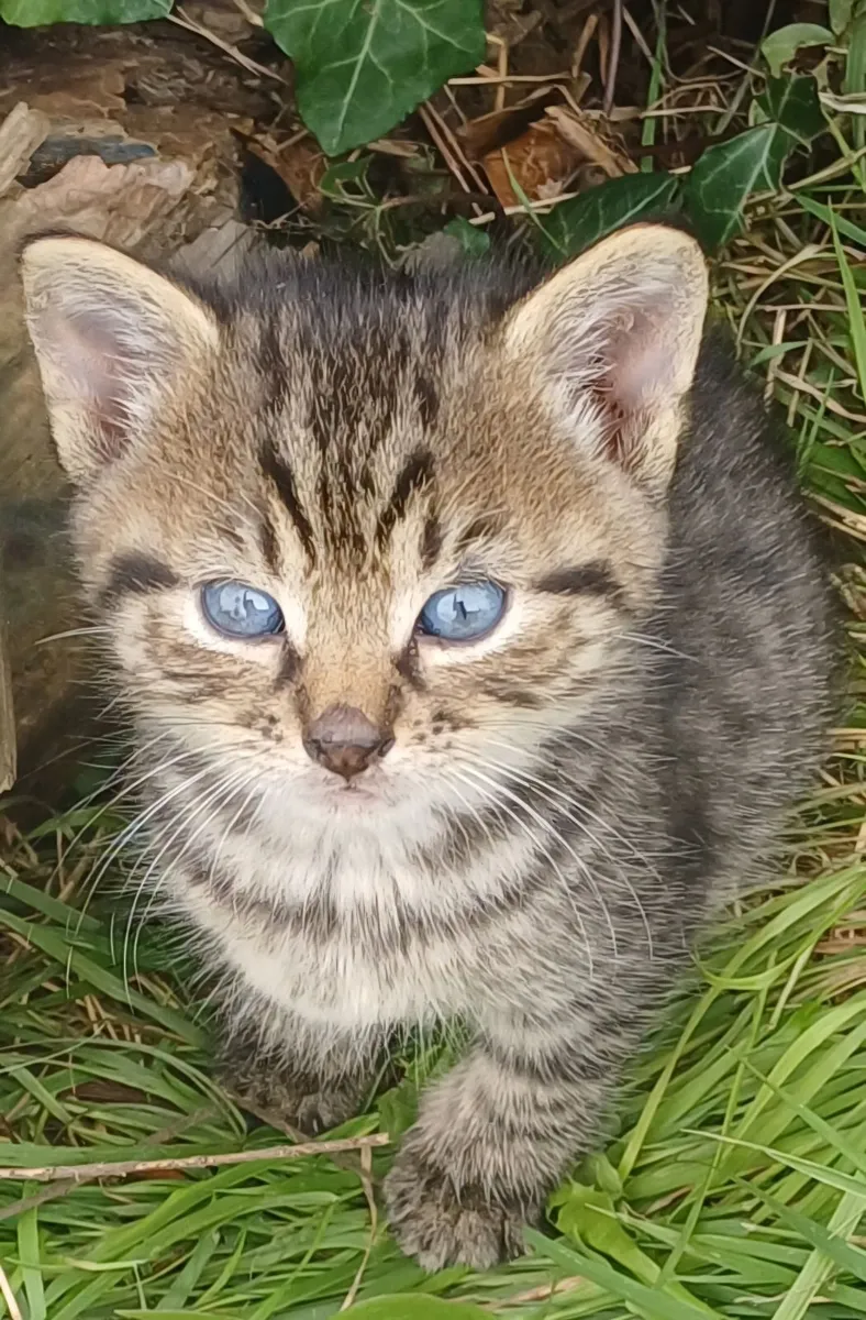 Beautiful fluffy playful kittens - Image 2