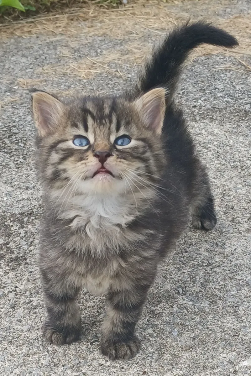 Beautiful fluffy playful kittens - Image 1
