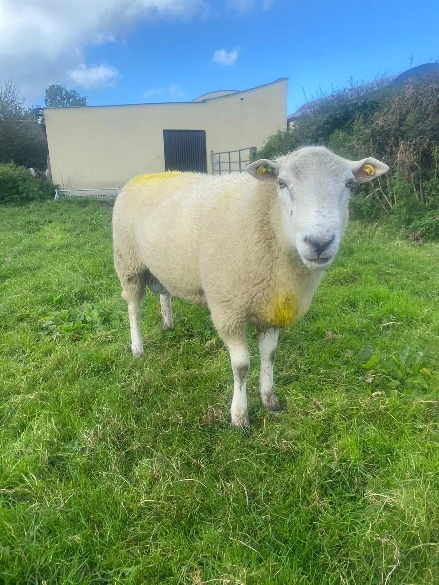 Belclare hogget ram - Image 2