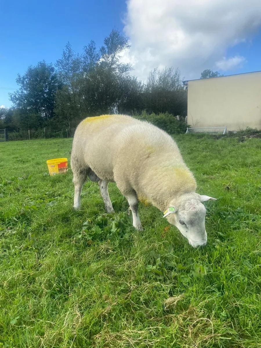 Belclare hogget ram - Image 3
