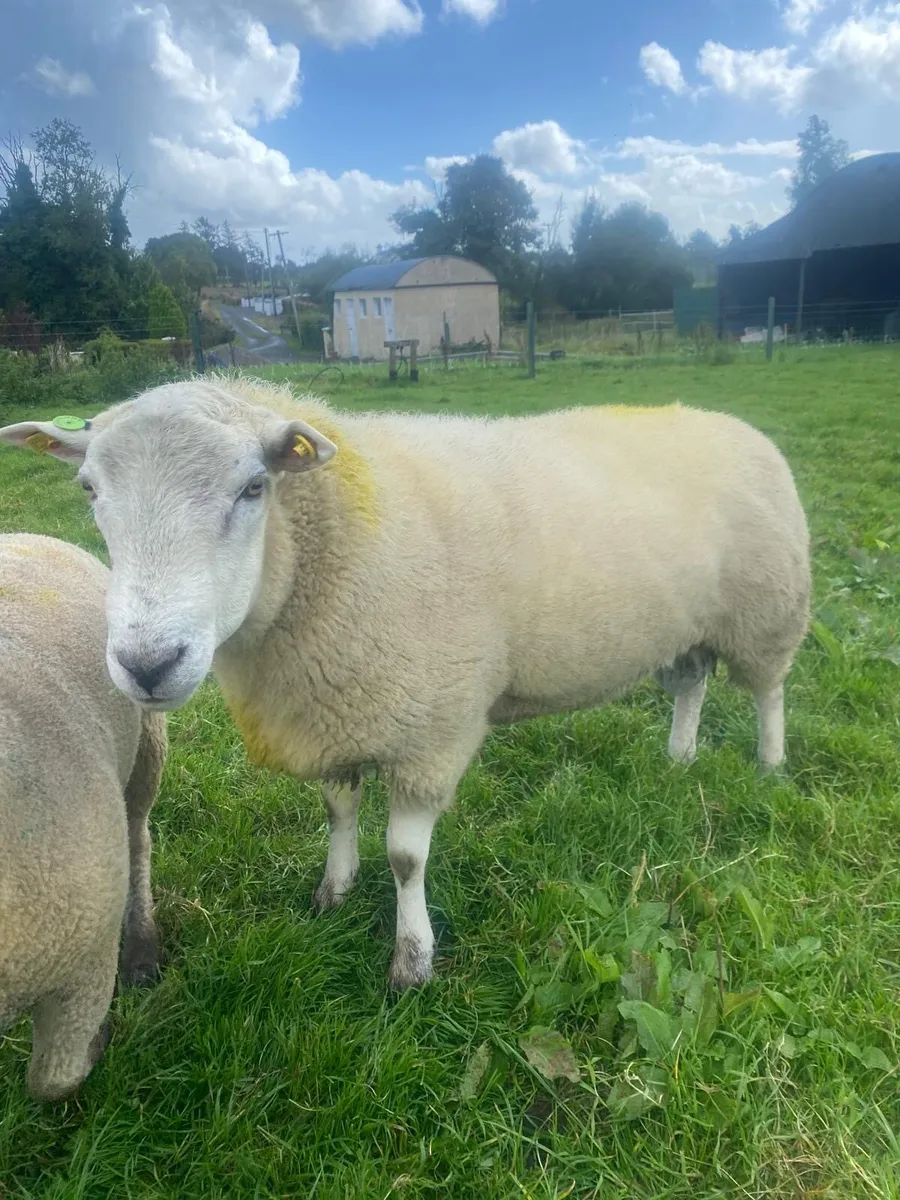 Belclare hogget ram - Image 1