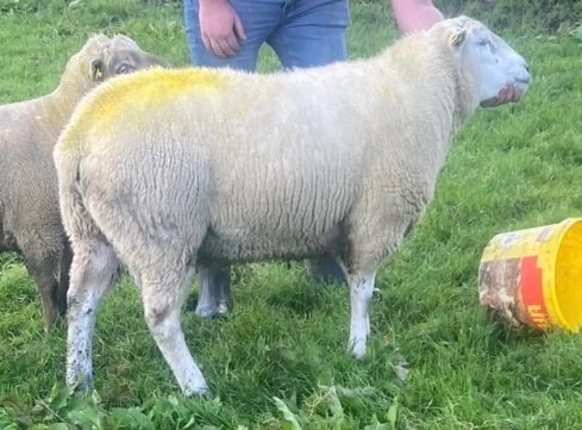 Belclare hogget ram - Image 4