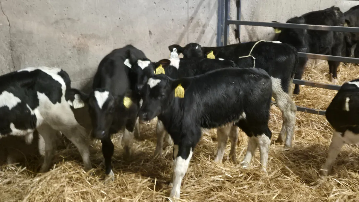 7 Friesian bull calves for sale - Image 1