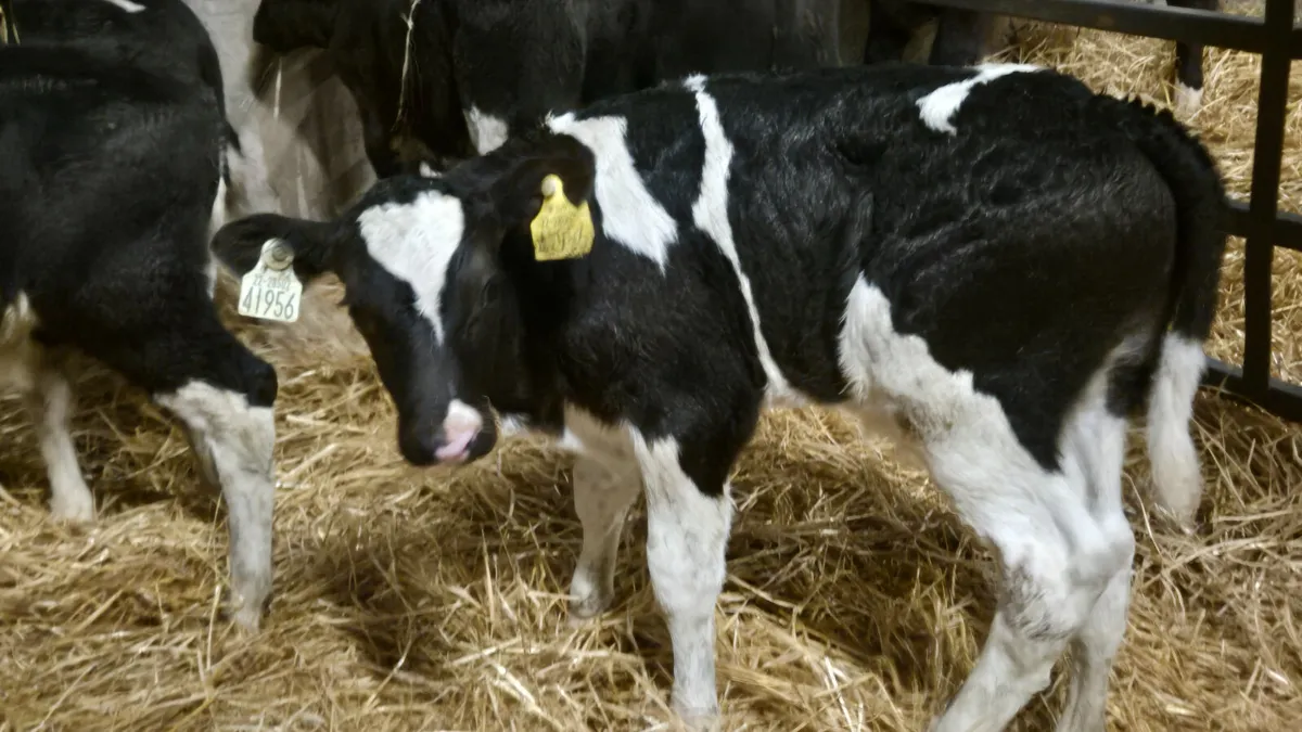 7 Friesian bull calves for sale - Image 3