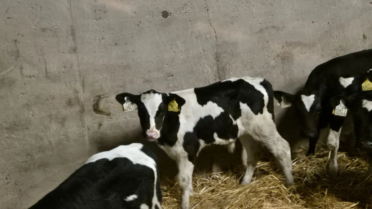 7 Friesian bull calves for sale - Image 2