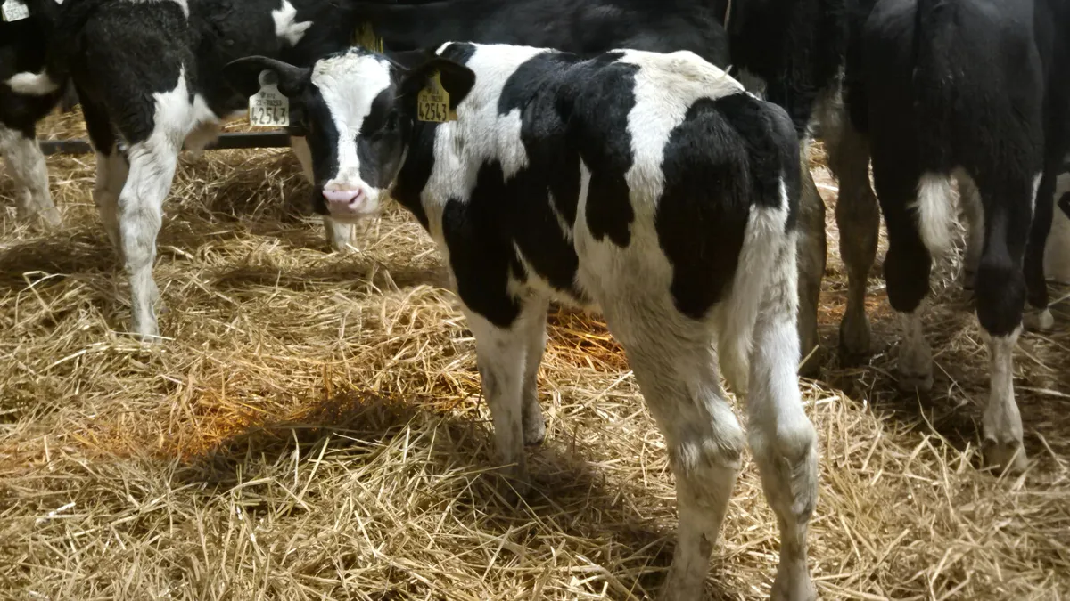 7 Friesian bull calves for sale - Image 4