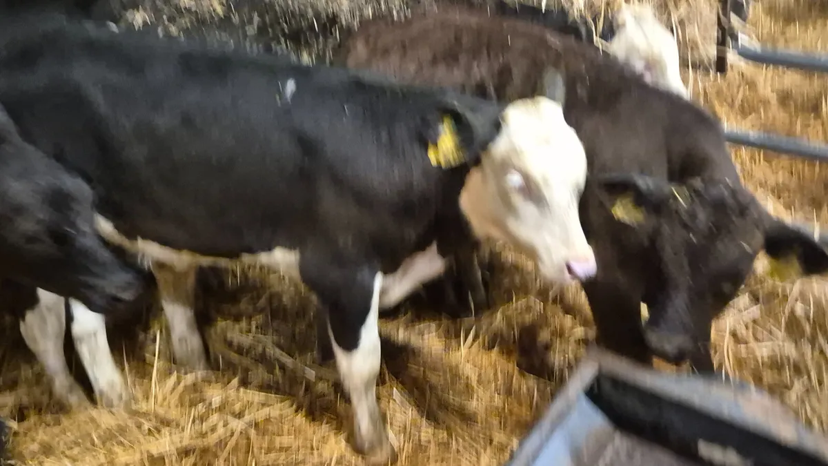 7 Colour Starter bull for sale - Image 3