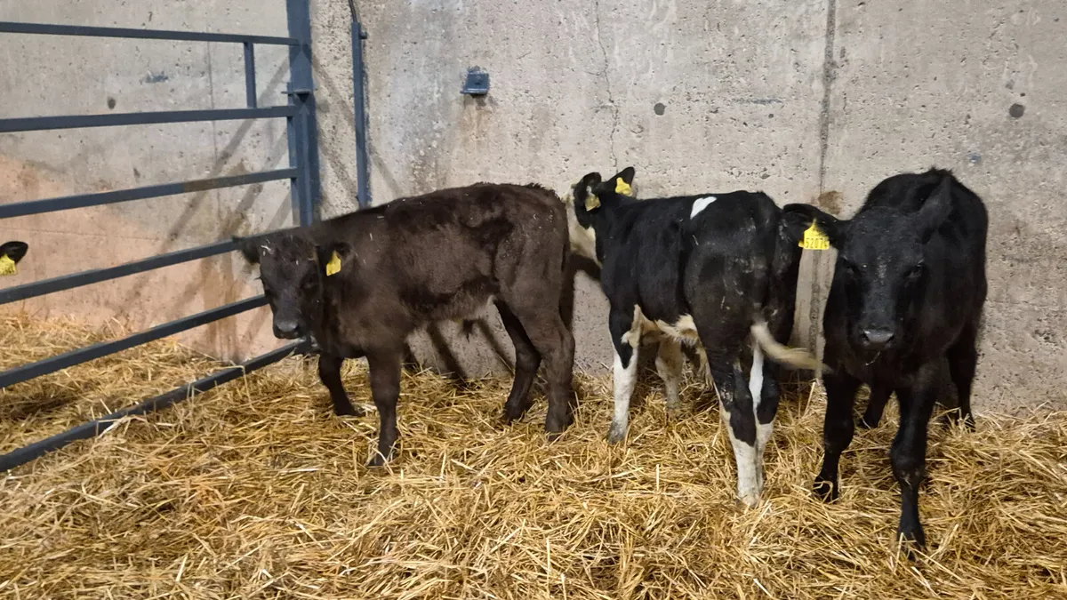 7 Colour Starter bull for sale - Image 1