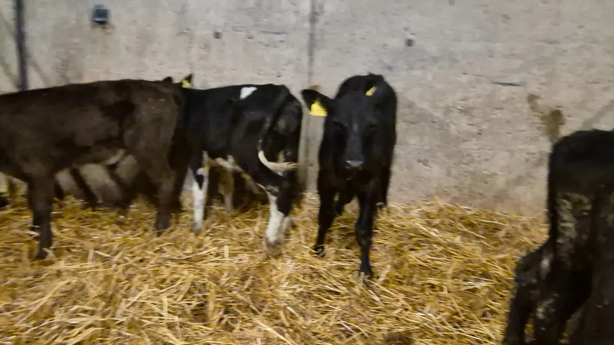 7 Colour Starter bull for sale - Image 2