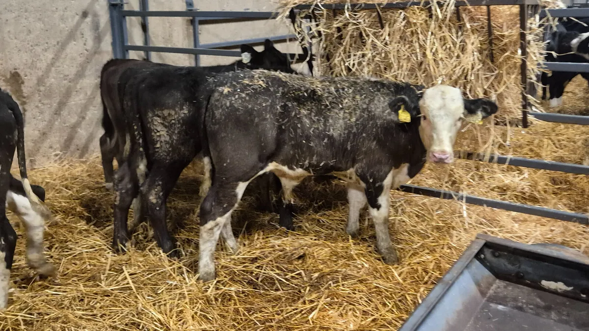 7 Colour Starter bull for sale - Image 4
