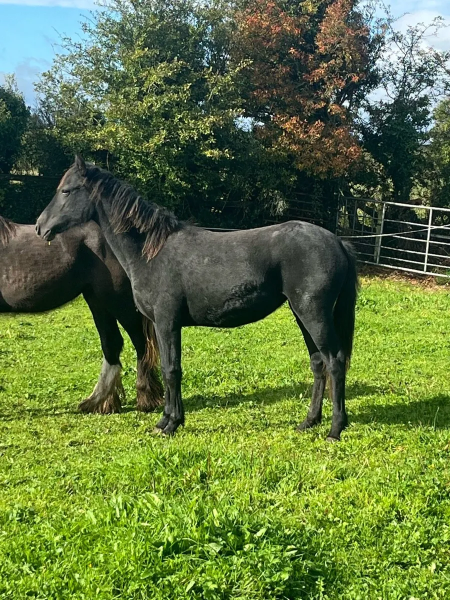 Registered Connemara filly - Image 1