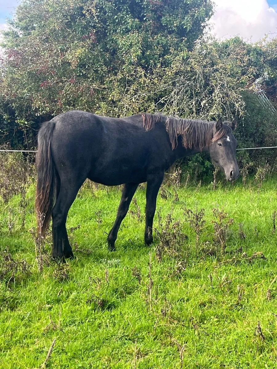 Registered Connemara filly - Image 2