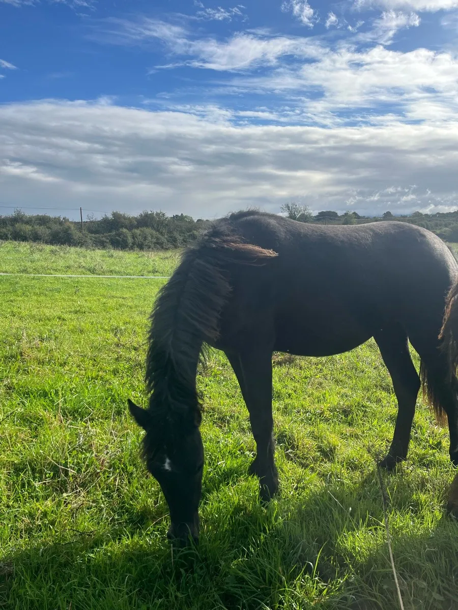 Registered Connemara filly - Image 4