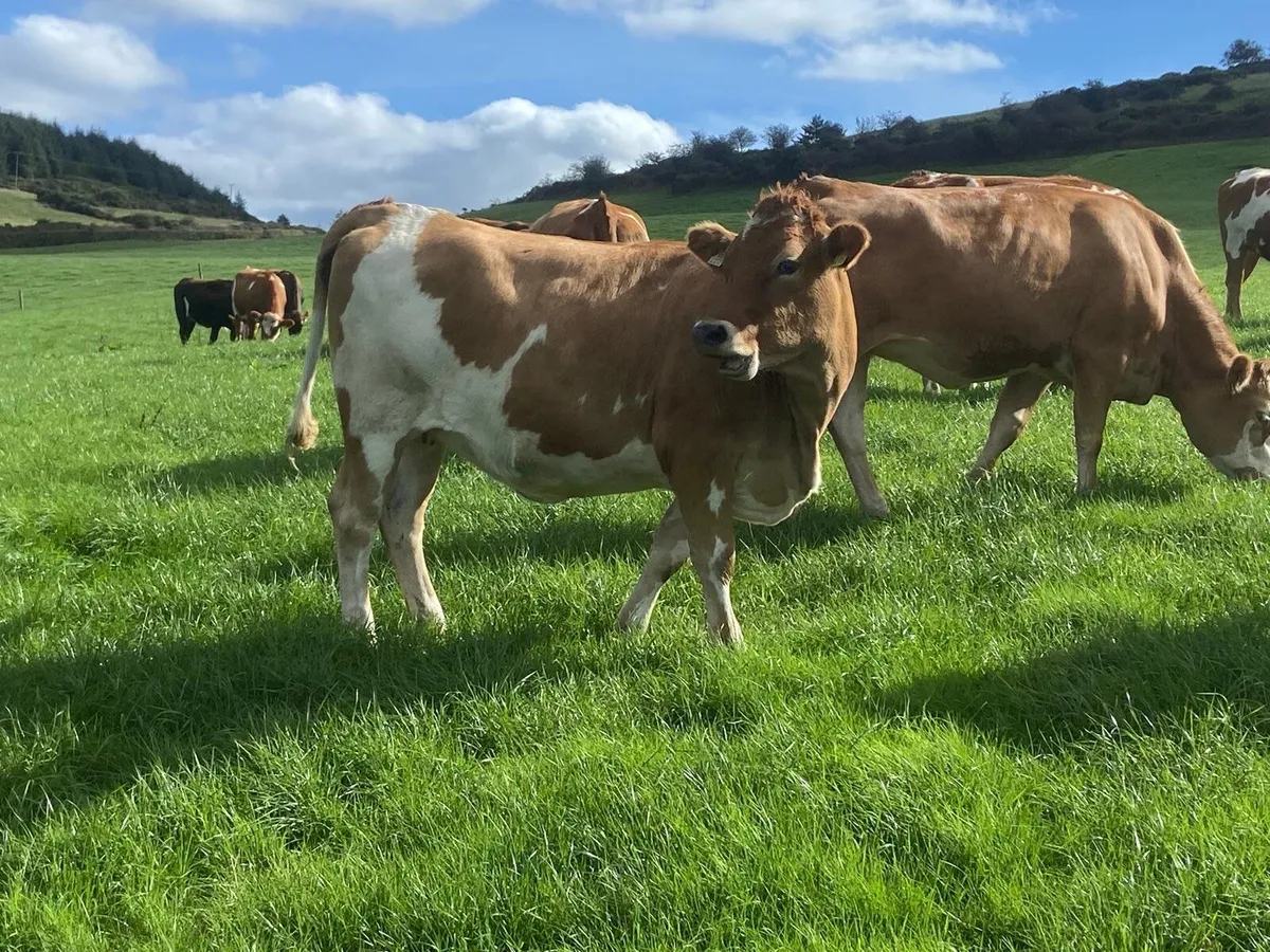 17 Fleck cross in Calf Heifers for Sale - Image 1