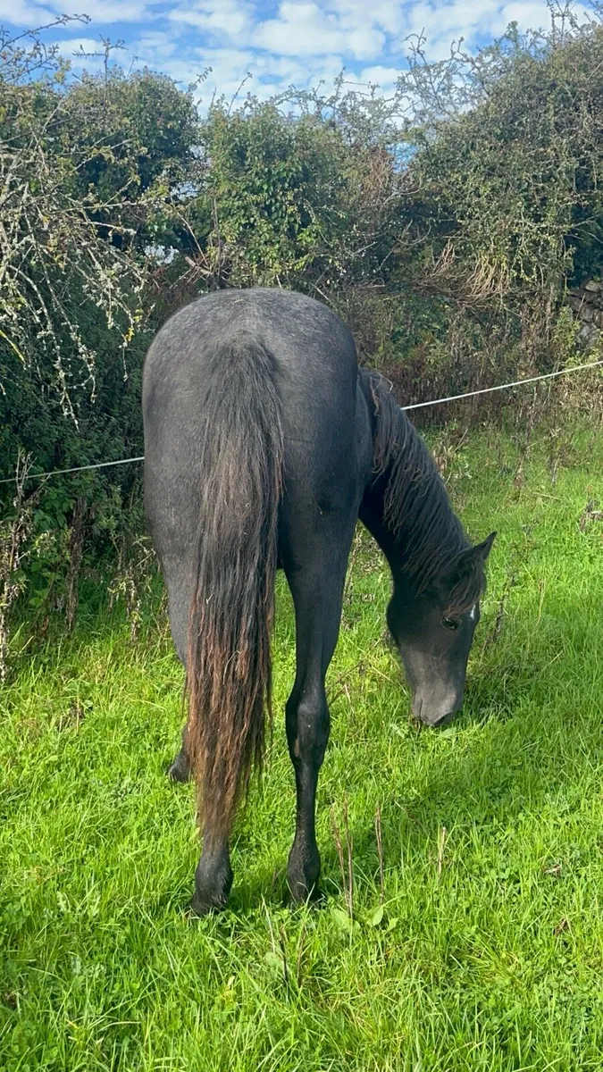 Registered Connemara filly - Image 3