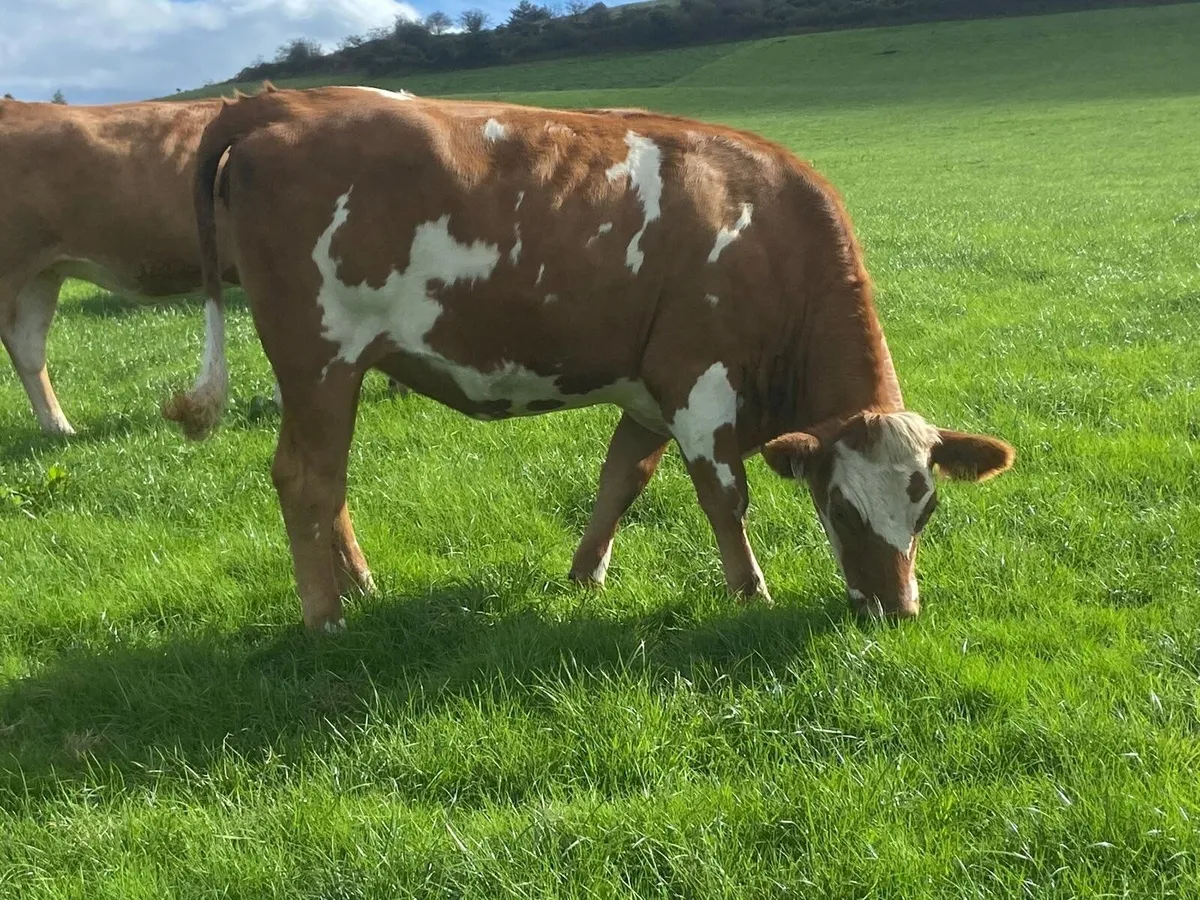 17 Fleck cross in Calf Heifers for Sale - Image 2