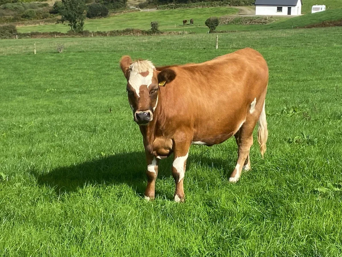 17 Fleck cross in Calf Heifers for Sale - Image 3
