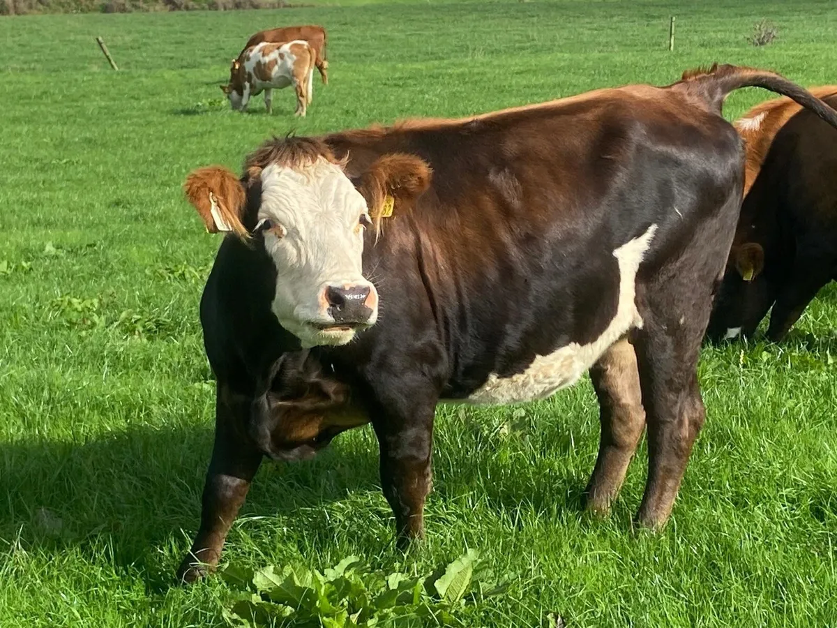 17 Fleck cross in Calf Heifers for Sale - Image 4
