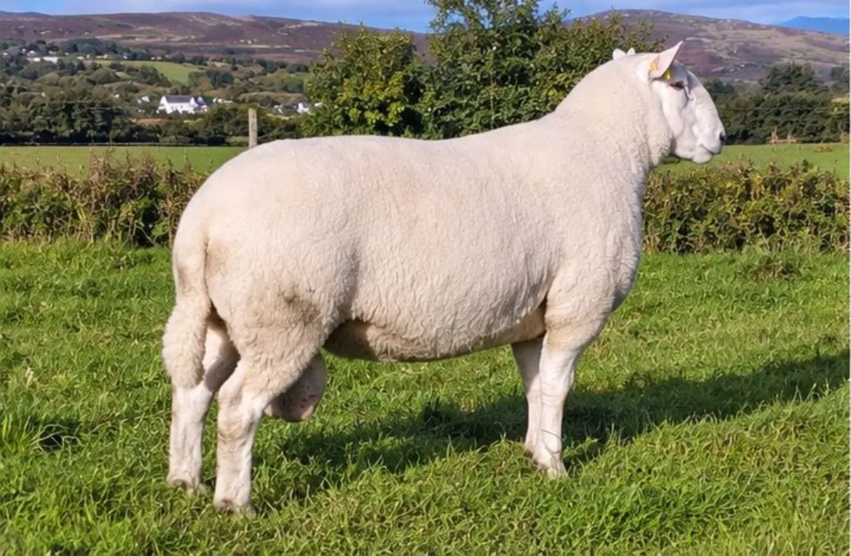 Cheviot Ram - Image 2