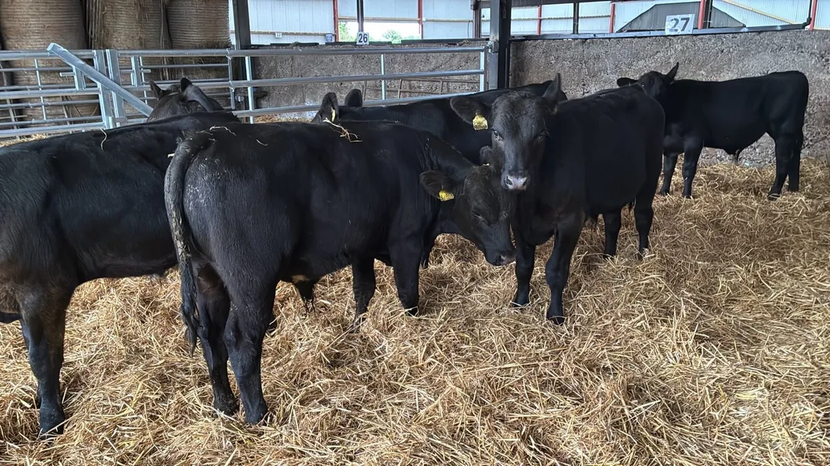 8 super 250 kg Angus bullocks - Image 2