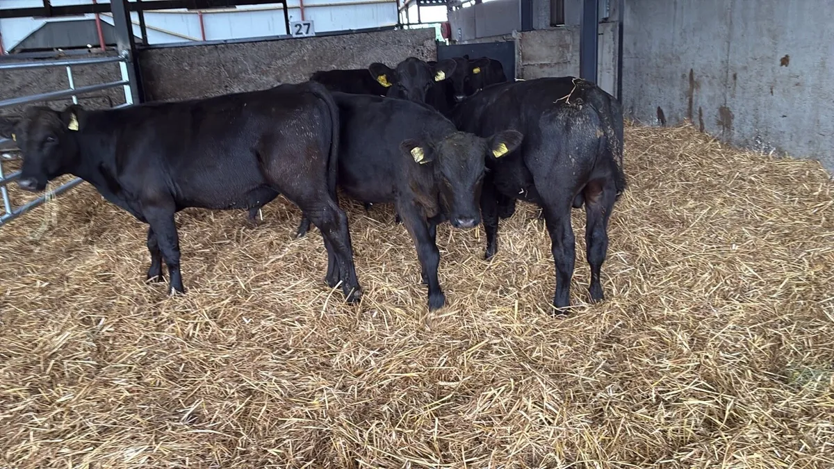 8 super 250 kg Angus bullocks - Image 3