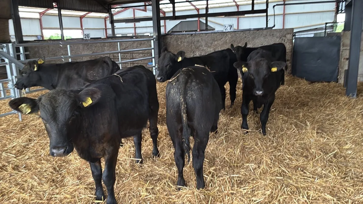 8 super 250 kg Angus bullocks - Image 1