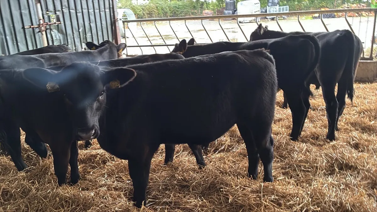 8 super 250 kg Angus bullocks - Image 4