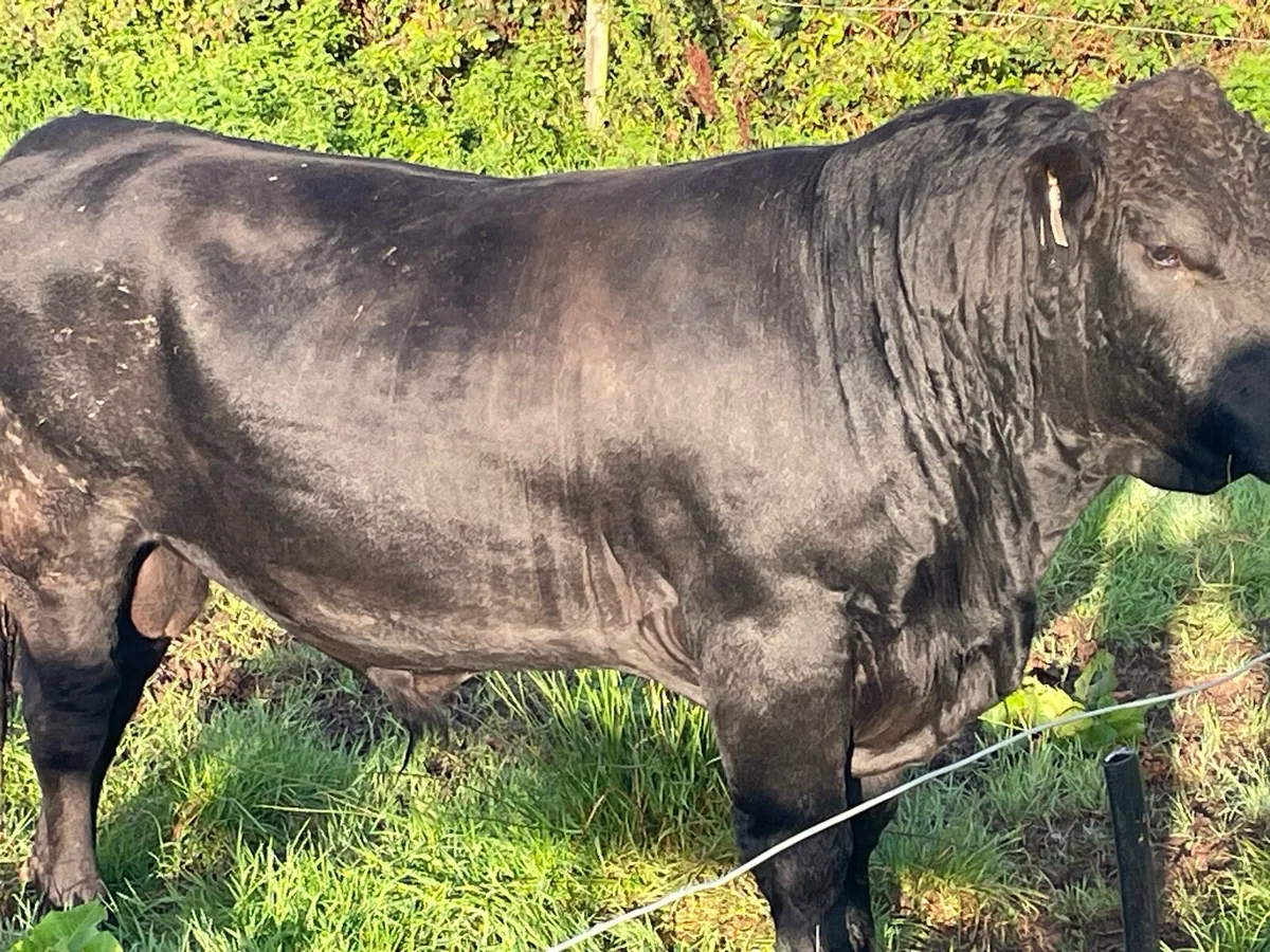 Bull - Image 1