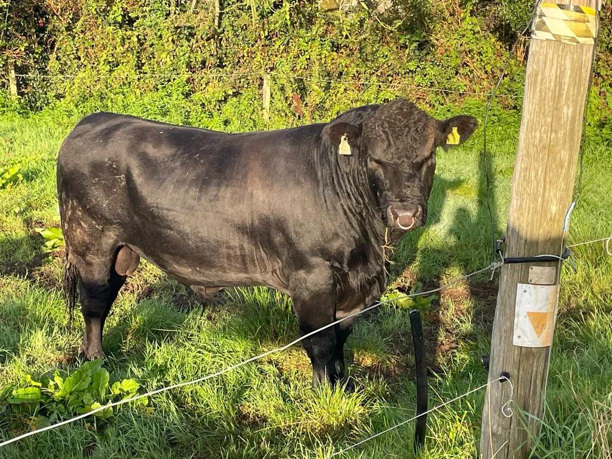 Bull - Image 2