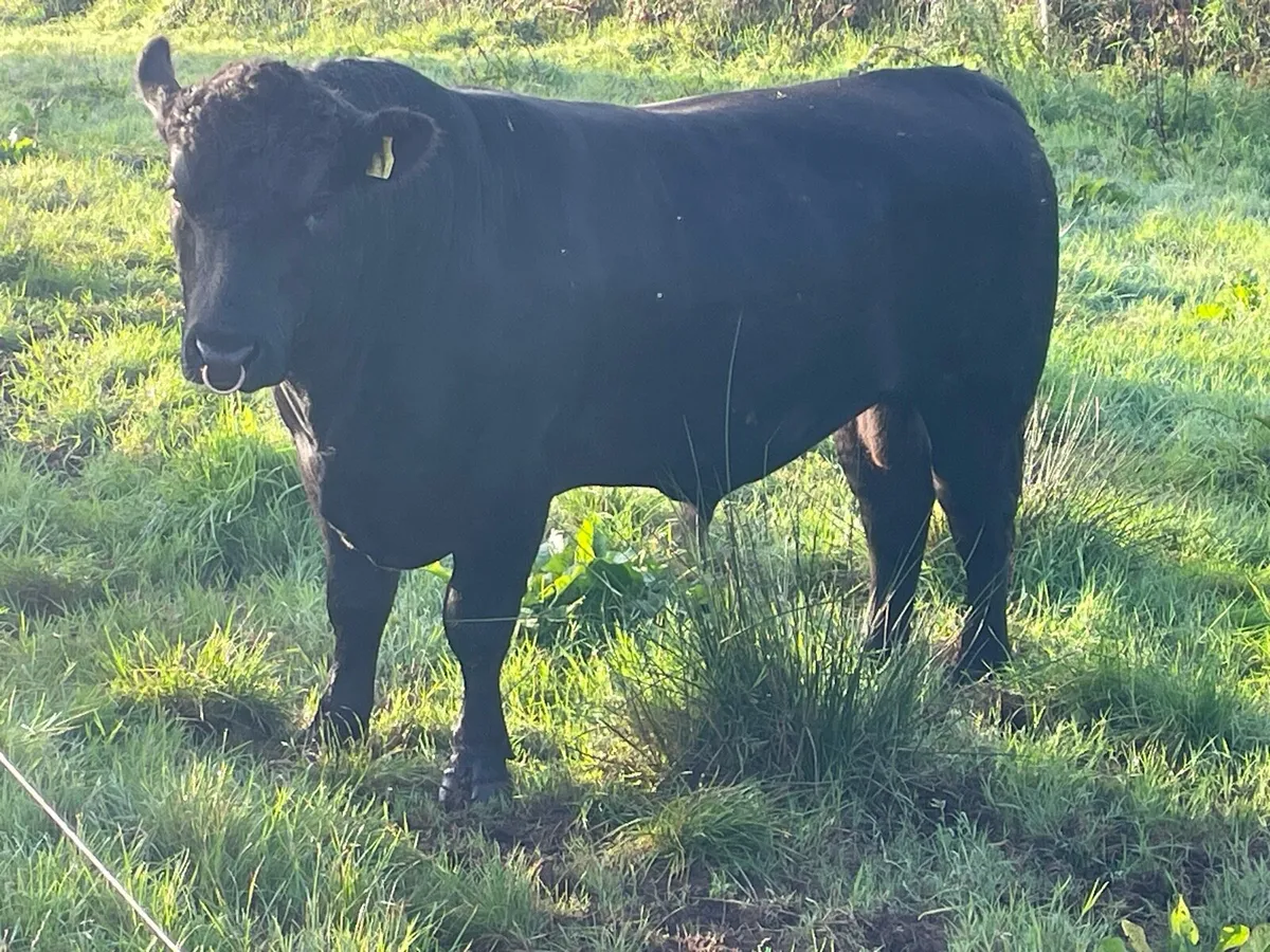 Bull - Image 3
