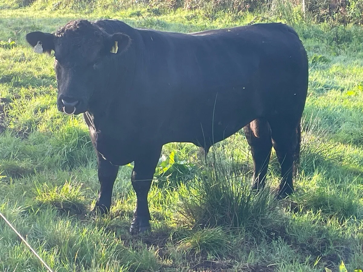 Bull - Image 4