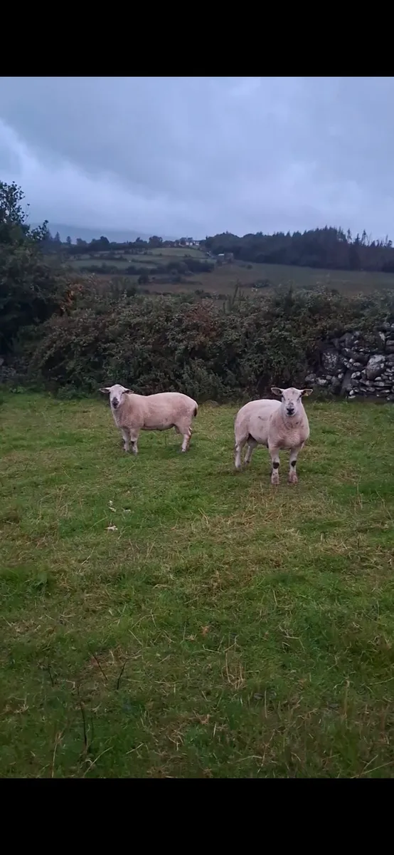 Hybrid rams and pedigree charlollais rams - Image 4